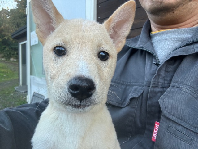 関東の老犬ホーム}